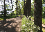 Kippershoekweg